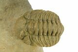 Morocops Trilobite With Gerastos - Ofaten, Morocco #381665-2